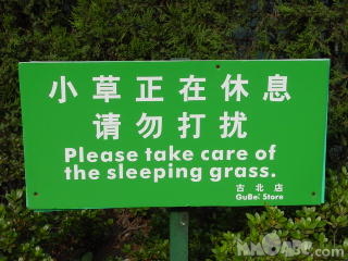 sleeping grass